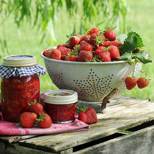 REMONTANTE - (recolta tot anul)